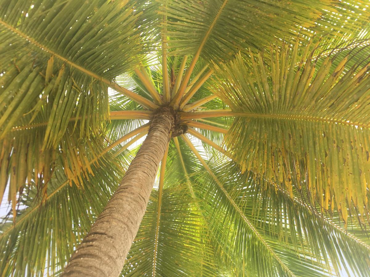 B&B Villa Luna Bayahibe Eksteriør bilde